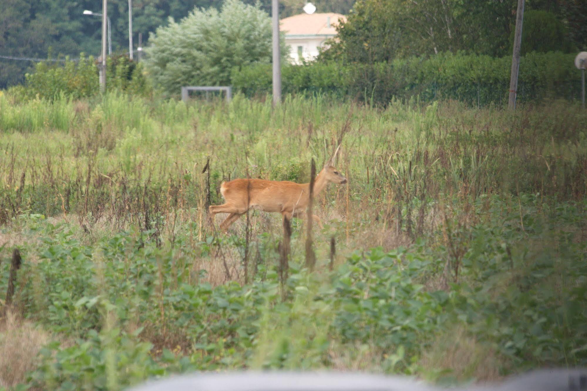 Pensão Locanda Veneta Vicenza